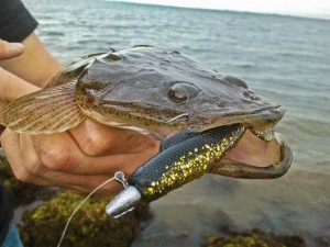 Flathead fishing can be done on either, spin, Alvey or even the humble