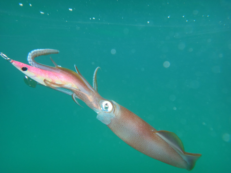 Squid Fishing Tactics by Aaron Edwards