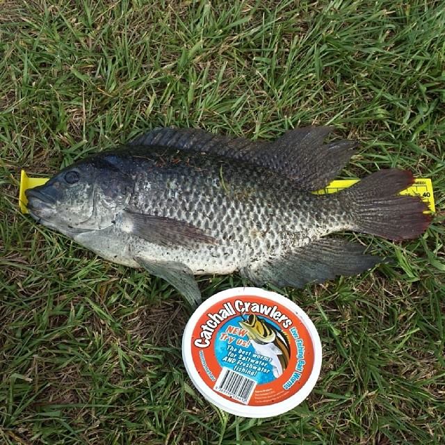 Tilapia Culling Tips - Tackle Land