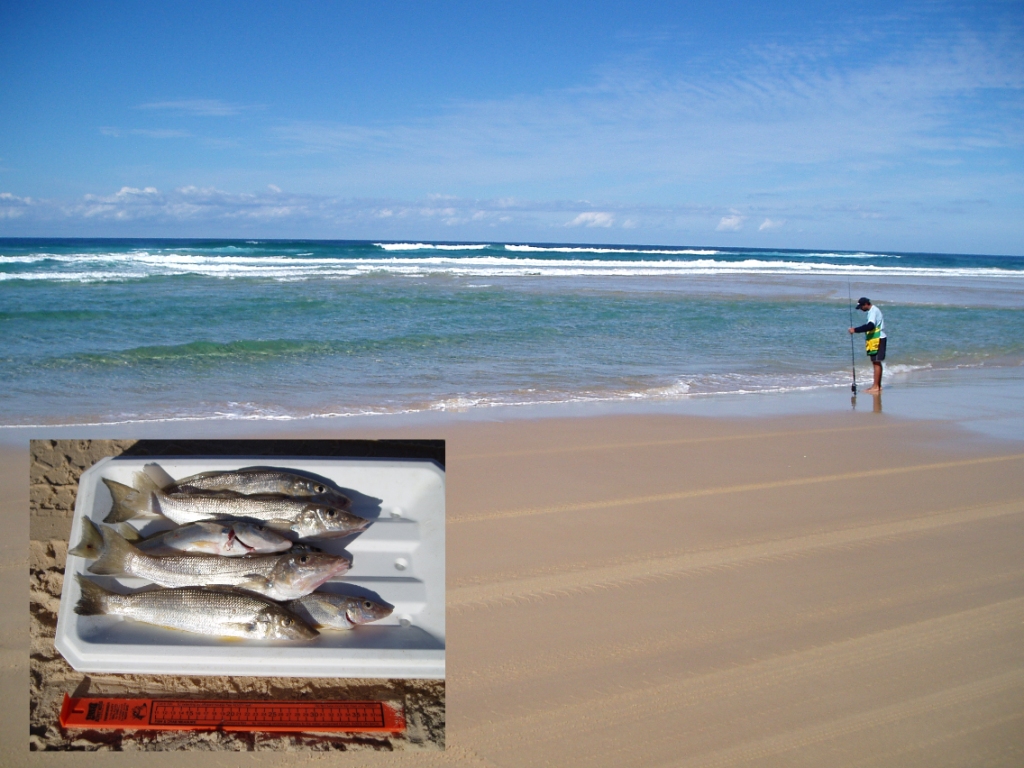 Beach Fishing Tips by Alvey Reels Australia - Tackle Land whiting fish diagram 