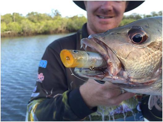 baitcaster rod in Queensland, Fishing