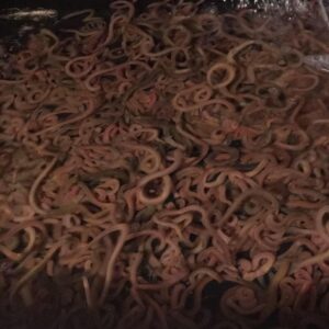 Fresh Live Blood Worms ready to go